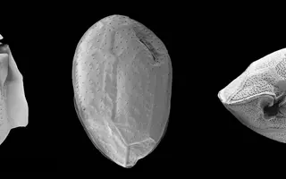 De gauche à droite : Dinophysis acuta, Ostreopsis cf. ovata et Gambierdiscus caribaeus. Ces trois microalgues toxiques ont des impacts sur la santé et les activités humaines