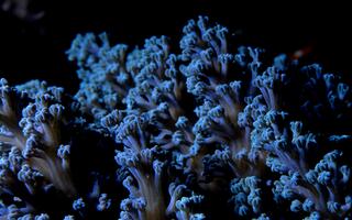 One Tree Reef. Cespitularia sp. soft coral