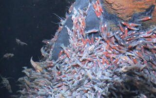 Rimicaris exoculata (adultes vers le bas et juvéniles, caractérisés par leur couleur rouge vif, sur le haut de la cheminée) prises en photo sur le mont hydrothermal de TAG, sur la dorsale médio-atlantique, durant la campagne Bicose 2