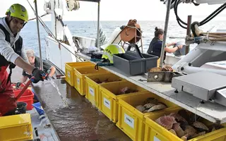Une fois ramenées sur le pont du Thalia, les coquilles Saint-Jacques sont mesurées et triées par taille par l'équipe scientifique de la campagne COSB