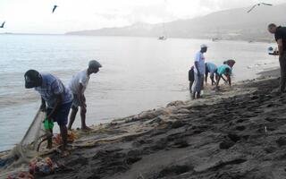 Observation d'une marée au débarquement à la senne de plage sur la plage du Carbet en Martinique