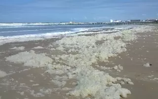 Accumulations de mousses de Phaeocystis globosa sur les plages des Hauts de France observées en mai 2019