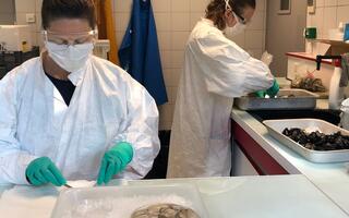 Au centre Atlantique de l’Ifremer : dissection des mollusques prélevés sur les trois façades maritimes françaises avant d'analyser leurs tissus pour savoir s'ils sont porteurs de traces du SARS-CoV-2