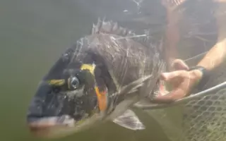 Relâcher d'une daurade royale sauvage ayant été équipée d'une balise pour comprendre son comportement spatial
