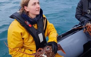 Marquage de langoustes rouges en Manche en décembre 2022 FISH INTEL