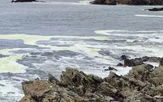 Ces eaux mousseuses vertes observées en février près de Doëlan sont issues de la décomposition de la microalgue Mesodinium rubrum, qui a proliféré au large de la Bretagne Sud en plein hiver. Un phénomène si précoce n’avait encore jamais été observé par les scientifiques