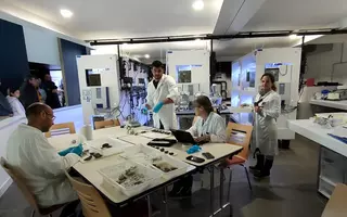 Analyse des huîtres plates en public 