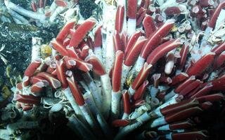Vers géants Riftia pachyptila emblématiques des sites hydrothermaux profonds photographiés par le Nautile lors d'une plongée sur la dorsale du Pacifique oriental