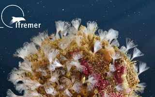 Une vie débordante fleurit sur cette petite planète d’1 cm2 dont le noyau est pourtant une structure artificielle, déployée dans le port de Marseille dans le cadre du projet de restauration écologique « Living Port ».