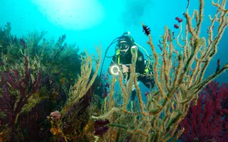 Plongée d’évaluation de la mortalité des peuplements de gorgones pourpres (Paramuricea clavata)