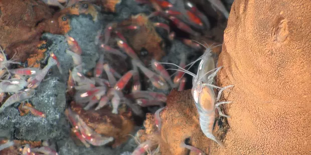 Les crevettes des abysses Rimicaris exoculata et Rimicaris Chacei, observées ici par le Nautile sur le site hydrothermal TAG sur la ride médio-Atlantique.