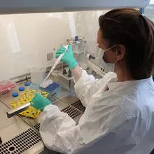 Pour récupérer les particules virales éventuellement présentes dans les coquillages, plusieurs étapes de préparation et de purification des échantillons sont nécessaires