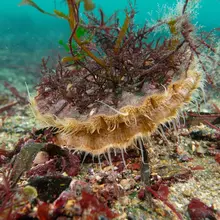 Camouflage par mimétisme d'une coquille Saint-Jacques