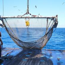 Mise à l'eau d'un chalut à perche dans le golfe du Lion depuis le navire océanographique L'Europe, lors de la campagne scientifique NOURMED 2019