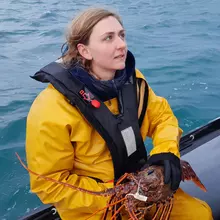 Marquage de langoustes rouges en Manche en décembre 2022 FISH INTEL