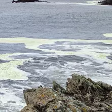 Ces eaux mousseuses vertes observées en février près de Doëlan sont issues de la décomposition de la microalgue Mesodinium rubrum, qui a proliféré au large de la Bretagne Sud en plein hiver. Un phénomène si précoce n’avait encore jamais été observé par les scientifiques