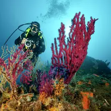 Plongée d'évaluation de la mortalité des peuplements de gorgones pourpres (Paramuricea clavata)