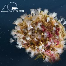 Une vie débordante fleurit sur cette petite planète d’1 cm2 dont le noyau est pourtant une structure artificielle, déployée dans le port de Marseille dans le cadre du projet de restauration écologique « Living Port ».