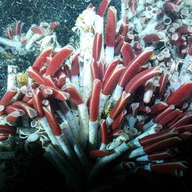Vers géants Riftia pachyptila emblématiques des sites hydrothermaux profonds photographiés par le Nautile lors d'une plongée sur la dorsale du Pacifique oriental