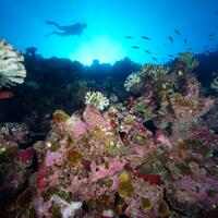 Plongée sur la biodiversité d'un récif corallien (Vairao, Tahiti).