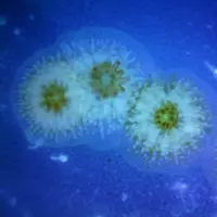 Formation des chimères de corail (Stilliphora pistillata), ici au stade recrues