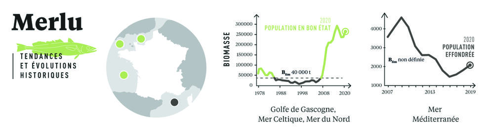 Tendances et évolutions des populations de merlu dans le golfe de Gascogne, en mer Celtique, mer du Nord, et mer Méditerranée, depuis 1978