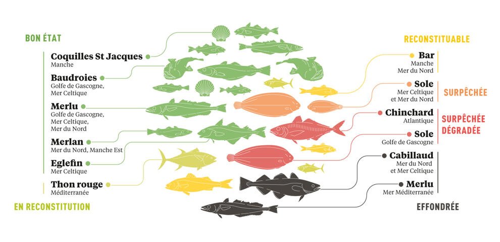 Quelques exemples de populations de poissons pêchés en France, classées selon leur état en 2021