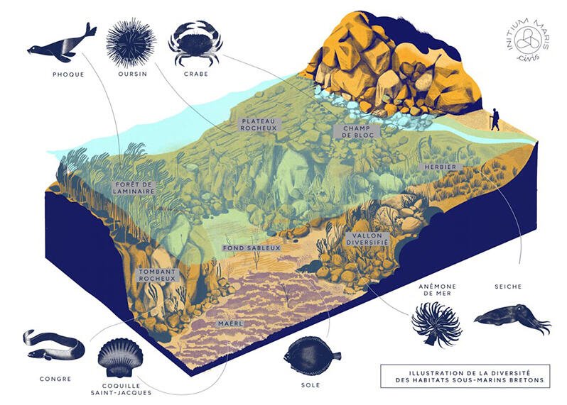 Illustration des différents habitats sous-marins photographiés par Nicolas Floc'h et étudiés dans le projet Initium Maris - Civis