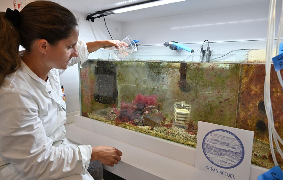 Carole Di Poi fait des prélèvements d’eau dans l’aquarium témoin 